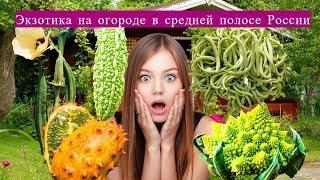 Диковинки на огород!