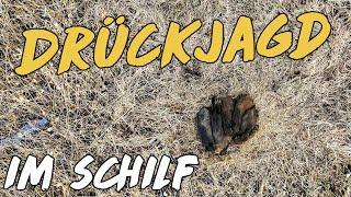 Drückjagd im Schilf