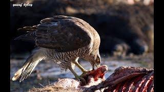 Northern Goshawk vs Common Buzzard ( Çakır ile Şahin Kapışması )