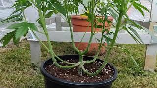 Dicke Buds! Cannabis Lollipopping, Outdoor Gewächshaus Grow 2024