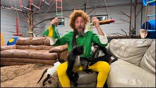 Monkey chaos with Buddy the elf #monkeys #funnyvideos #funny