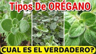 Cual ES El ORIGINAL? 5 Tipos O Variedades De ORÉGANO Más UTILIZADAS! | Plantas De Orégano