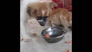 RESPECT  Understand  Boy Cooking  Delicious Daily food for Mom go Farm Building new life on mountain