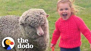 Orphaned Lamb Runs to His Favorite Toddler Like a Dalmatian | The Dodo Little But Fierce