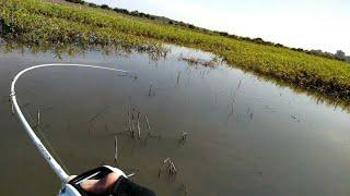 casting gabus di sawah,.lihat menit ke 6