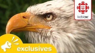 Kids' CBC - The Nature of Things Jr. - Bald Eagle