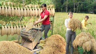 How To Harvest Upland Sticky Rice - Bring Upland Rice Go To Market Sell, Free Bushcraft