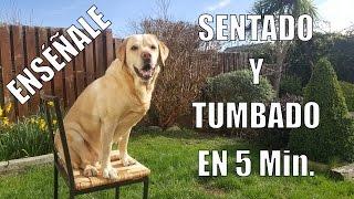 Enseña a tu Perro a Sentarse y Tumbarse en 5 min