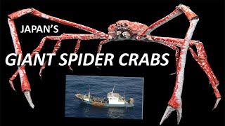 How to Catch the Elusive Japanese Giant Spider Crab