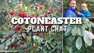  Cotoneaster Plant Chat - SGD 292 