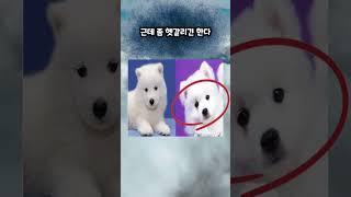 강형욱도 울고 갈 사진 보고 강아지 품종 맞추기! #강아지 #품종 #맞추기 #퀴즈 #애견인 #quiz