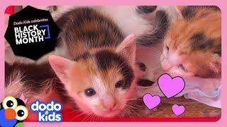 Hero Rescues Six Stray Kittens From Her Own Car! | Rescued! | Dodo Kids