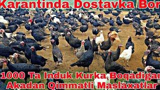 #KARANTINDA INDUK BOQISH BIZNESI SIRLARI KURKA BOQIB DAROMAD QILAMIZ