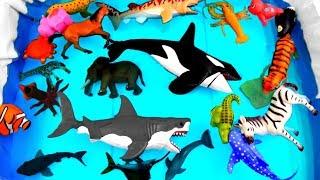 Wild Animals Learning for Kids With Safari Ocean Sea Animals