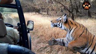 Male Tiger Chasing Jeep in Ranthambore National Park | Goosebumps Guaranteed | Tiger Mock Charge