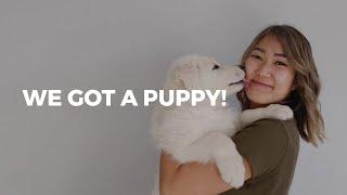 MEET OUR NEW PUPPY! | White Swiss Shepherd Dog