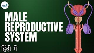 Reproduction - Lesson 03 | Male Reproductive System - in Hindi (हिंदी में ) | Don't Memorise