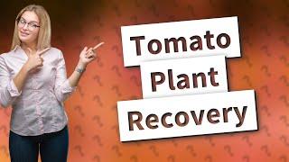 Can tomato plants recover from sunscald?