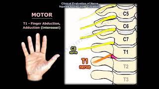 Neurological evaluation of the cervical nerve roots, cervical disc  herniation, neck pain.