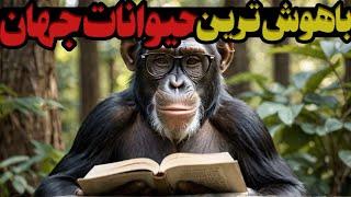 باهوش ترین حیوانات جهان : راز های سه حیوان باهوش زمین که تا حالا نمی‌دانستید!!