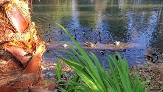 Mallard Ducks and Canadian Geese