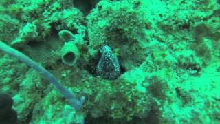 Black Spotted Moray Eel on Ron's Reef, West Palm Beach, FL