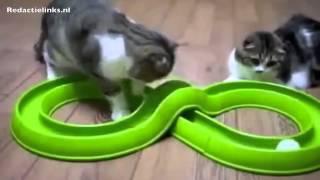 Funny cats compilation. 15 minutes lovely pussycats