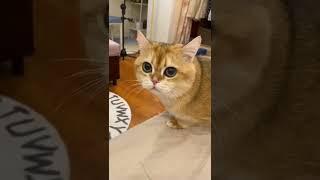 Suara kucing meong-meong#youtubeshorts