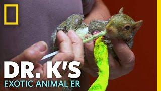 Meet Baby the Squirrel | Dr. K's Exotic Animal ER