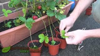 Planting Strawberry Runners, Propagating Strawberries the easy way.