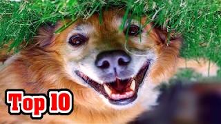 Top 10 BEST DOG BREEDS (AKC Rankings)