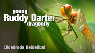 Young Ruddy Darter dragonfly: beautiful & up-close (Bloedrode Heidelibel)