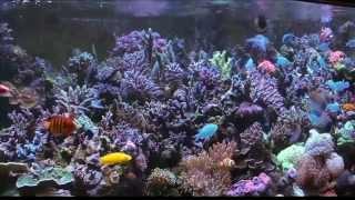 Mike Paletta's 300 Gallon Reef(1) - ReefKeeping Video by AmericanReef - Start a Saltwater Aquarium