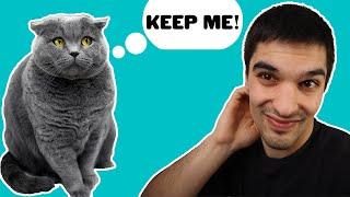 Rehoming Your Cat | Should You Feel Guilty About It?