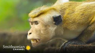 A Rival Male Challenges the Alpha for Macaque Supremacy  Monkey Island | Smithsonian Channel