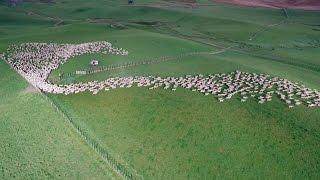 Mesmerising Mass Sheep Herding