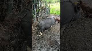 Philippine Native Black Pig