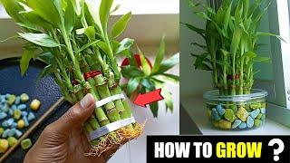 How to grow bamboo plants at home