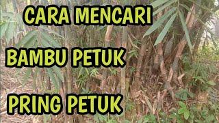 Cara mudah mencari pring petuk bambu petuk - paranormal nusantara