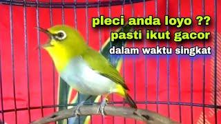 Burung Pleci Gacor Ngalas Nembak  || Pleci Gacor Buka Paruh