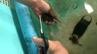 Cutting a Baby Skate out of an Egg Case