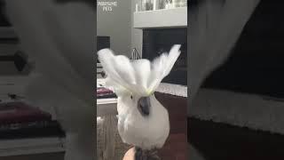 Parrot loves dancing to music #parrot #dance #shorts