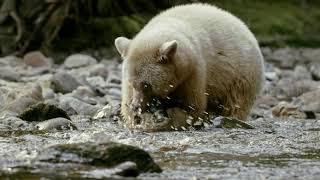 Great Bear Rainforest