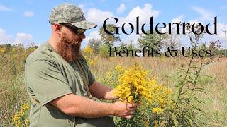 Goldenrod - Benefits and Uses