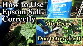 How to Correctly Use Epsom Salt on Cucumber & Tomato Plants with Mix Recipe: Don't Over Use it!