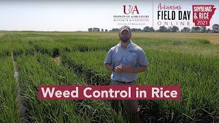 Weed Control in Rice: Pre-emergence residuals, row rice, upcoming research (2021 Ark. Field Day)