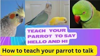 Teach Your Parrot Greetings Hello and Hi | How to Teach Your Parrot to Talk | Quaker Parrot Sounds 