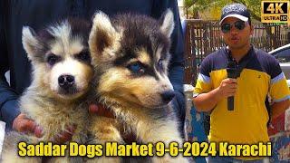 Saddar Dogs Market Market 9-6-24 Karachi | German Shepherd Dogs | कुत्तों का बाज़ार कराची पाकिस्तान