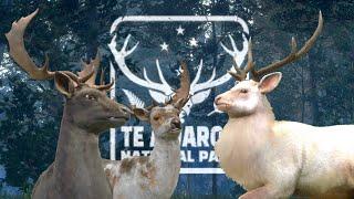 GOLD MELANISTIC & GOLD PIEBALD FALLOW BUCKS END THE GRIND, + FINALLY FINDING AN ALBINO SIKA STAG!