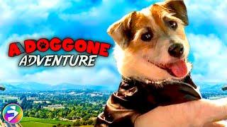A DOGGONE ADVENTURE | Full Family Adventure Dog Movie